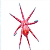Chobotnici tvar magnet hůl images